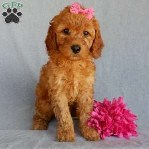 Bubbles (medium), Goldendoodle Puppy